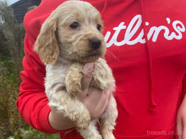 Cocker Spaniel puppies for sale in Ampthill, Bedfordshire – 1 year old - Image 1 of 5