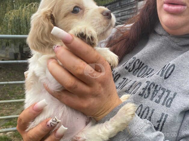 Cocker Spaniel puppies for sale in Ampthill, Bedfordshire – 1 year old - Image 2 of 5