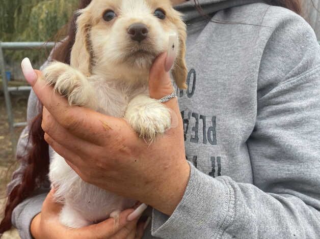 Cocker Spaniel puppies for sale in Ampthill, Bedfordshire – 1 year old - Image 3 of 5