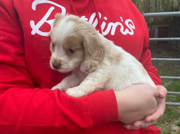 Cocker Spaniel puppies for sale in Ampthill, Bedfordshire – 1 year old - Image 4 of 5