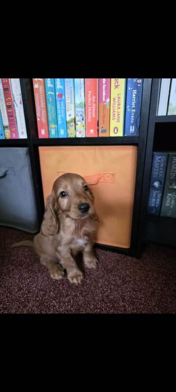 Mum is cocker spaniel/dad is a sprocker