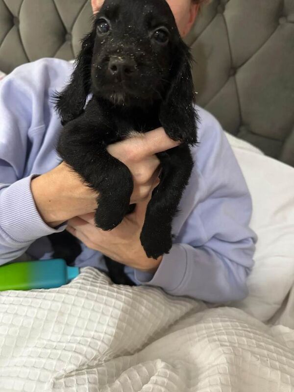 Mum is cocker spaniel/dad is a sprocker - Image 2 of 3