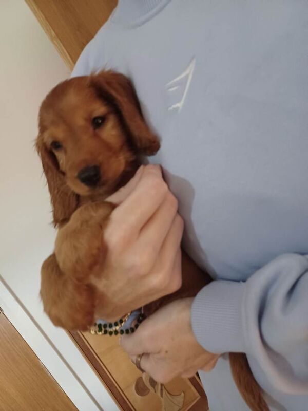 Mum is cocker spaniel/dad is a sprocker - Image 3 of 3