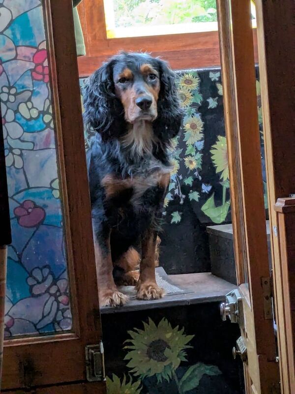 Needs a for ever home. for sale in Keighley, West Yorkshire