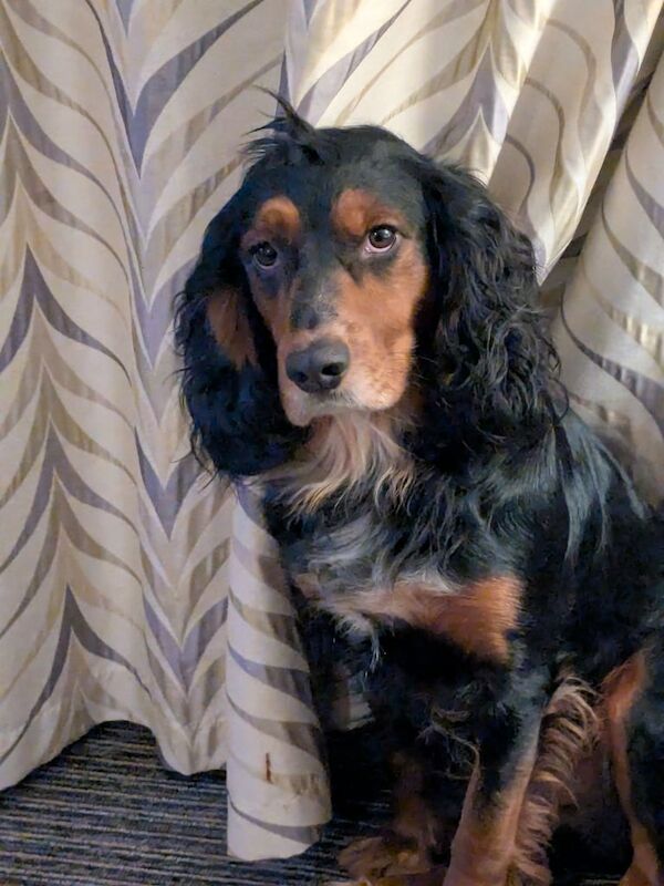 Cocker Spaniel puppies for sale in Keighley, West Yorkshire – 3 years old - Image 2 of 2