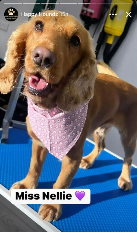 Cocker Spaniel puppies for sale in Castledawson, County Londonderry – 8 weeks old