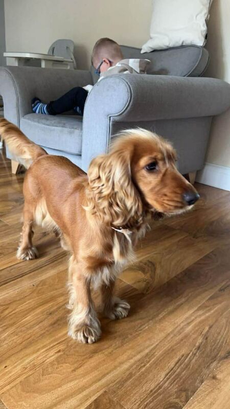 Cocker Spaniel puppies for sale in Castledawson, County Londonderry – 8 weeks old - Image 3 of 6