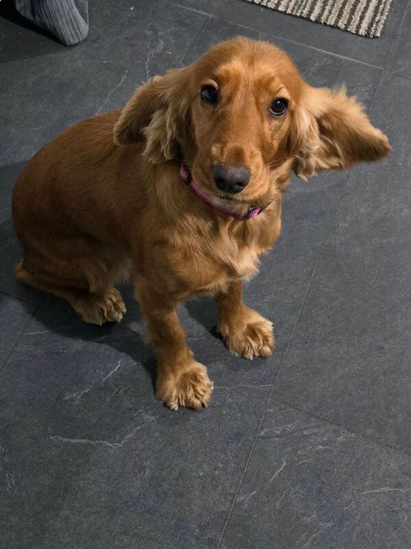 Cocker Spaniel puppies for sale in Castledawson, County Londonderry – 8 weeks old - Image 4 of 6