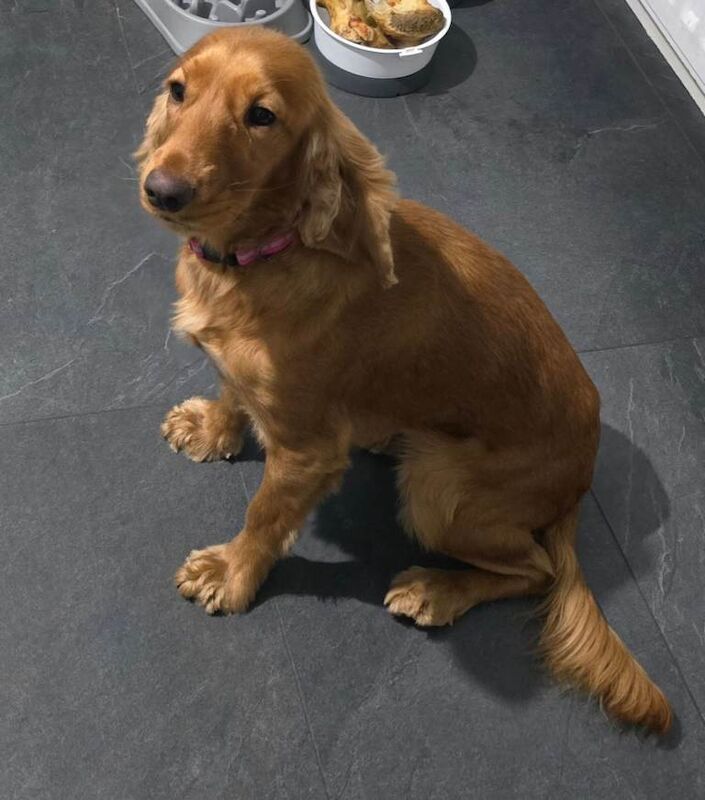Cocker Spaniel puppies for sale in Castledawson, County Londonderry – 8 weeks old - Image 5 of 6