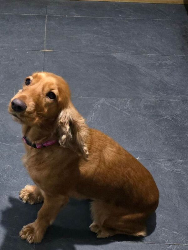 Cocker Spaniel puppies for sale in Castledawson, County Londonderry – 8 weeks old - Image 6 of 6