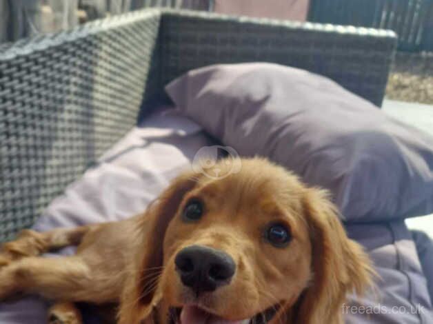 Cocker Spaniel puppies for sale in Barnsley, South Yorkshire – 1 year old - Image 1 of 3
