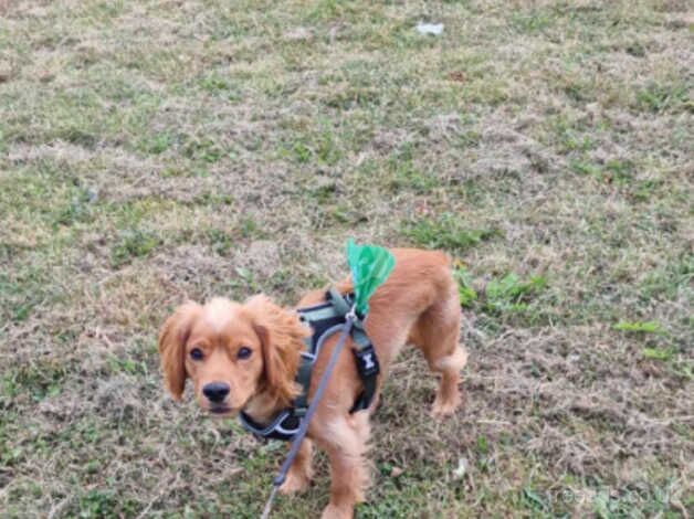 Cocker Spaniel puppies for sale in Barnsley, South Yorkshire – 1 year old - Image 2 of 3