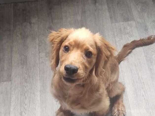 Cocker Spaniel puppies for sale in Barnsley, South Yorkshire – 1 year old - Image 3 of 3