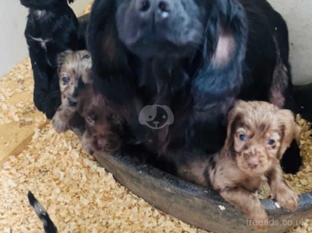 Cocker Spaniel puppies for sale in Ferndale, Mid Glamorgan – 1 year old - Image 2 of 3