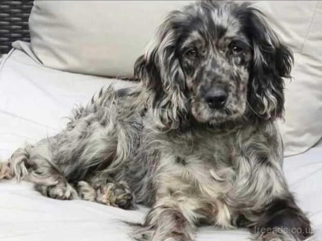 Cocker Spaniel puppies for sale in Ferndale, Mid Glamorgan – 1 year old - Image 3 of 3