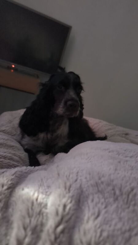 Cocker Spaniel puppies for sale in Dingwall, Ross and Cromarty – 4 years old