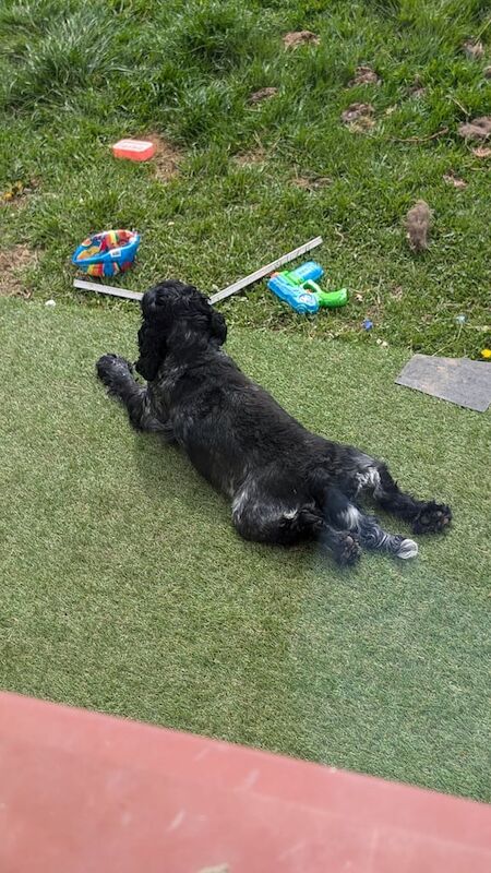 Cocker Spaniel puppies for sale in Dingwall, Ross and Cromarty – 4 years old - Image 2 of 3