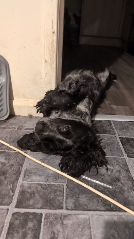 Cocker Spaniel puppies for sale in Dingwall, Ross and Cromarty – 4 years old - Image 3 of 3
