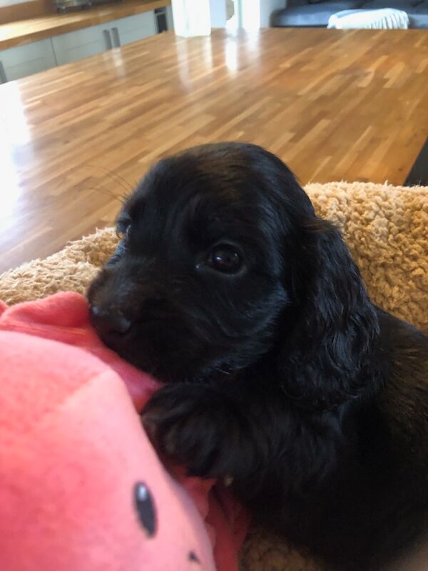 One black cocker spaniel girl left