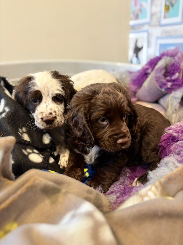 Cocker Spaniel puppies for sale in Chertsey, Surrey – 9 weeks old