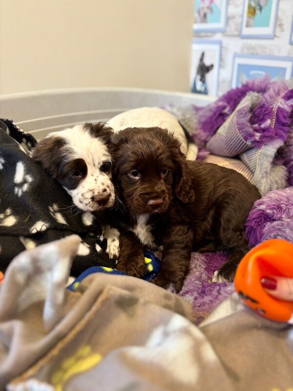 Cocker Spaniel puppies for sale in Chertsey, Surrey – 9 weeks old - Image 3 of 4