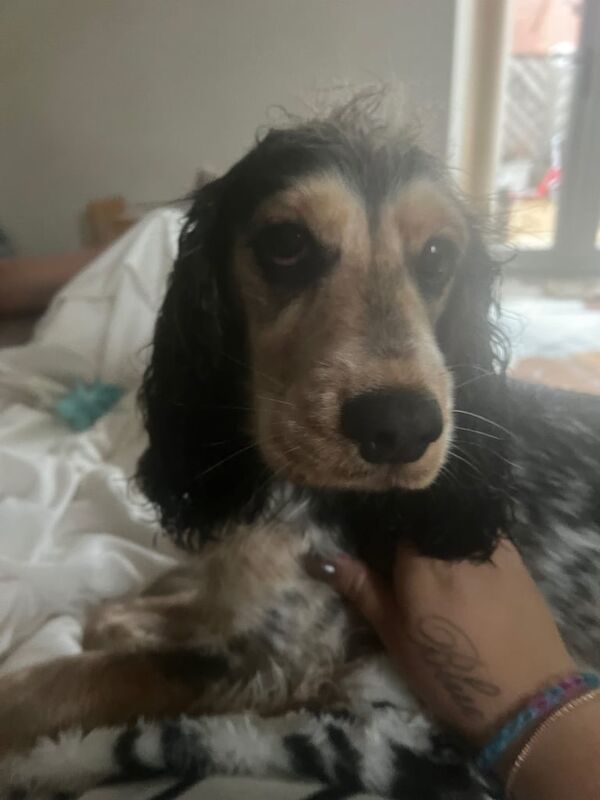 Cocker Spaniel puppies for sale in Kingswood, East Riding of Yorkshire – 1 year old