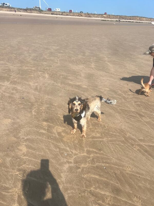 Cocker Spaniel puppies for sale in Kingswood, East Riding of Yorkshire – 1 year old - Image 3 of 3