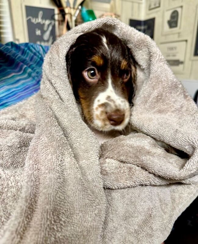 Cocker Spaniel puppies for sale in Dundee, City of Dundee – KC registered, 9 weeks old