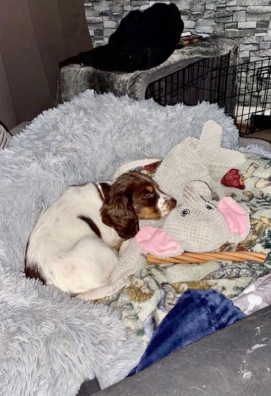 ONLY 1 Tri-Coloured Cocker Stunning Girl - Image 2 of 6