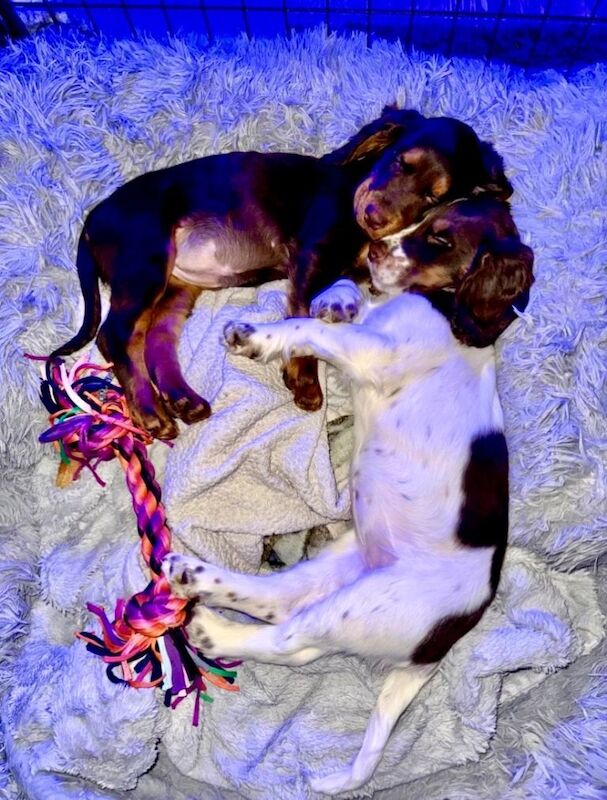 ONLY 1 Tri-Coloured Cocker Stunning Girl - Image 3 of 6