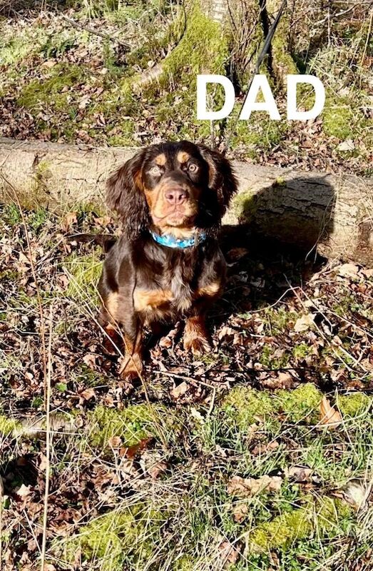 ONLY 1 Tri-Coloured Cocker Stunning Girl - Image 5 of 6