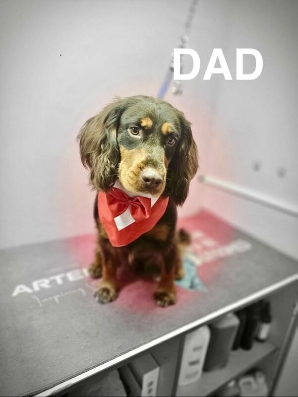 ONLY 1 Tri-Coloured Cocker Stunning Girl - Image 6 of 6