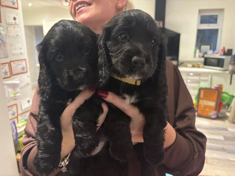 Cocker Spaniel puppies for sale in Stafford, Staffordshire β 6 weeks old - Image 3 of 6