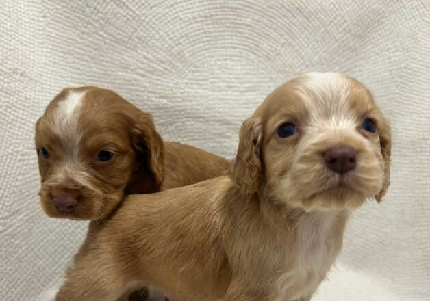 Cocker Spaniel puppies for sale in Tonyrefail, Rhondda Cynon Taf – 1 year old - Image 2 of 2
