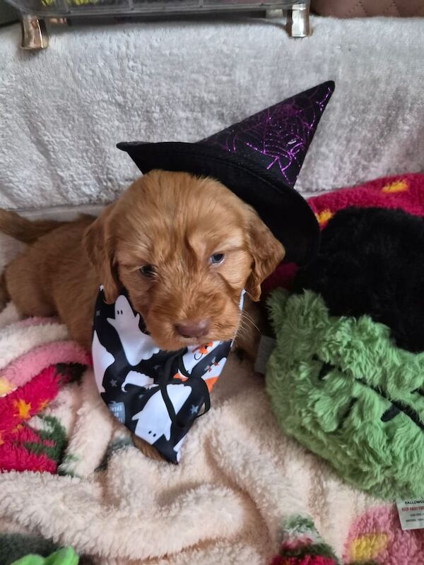 Cocker Spaniel puppies for sale in Bishop Auckland, Durham – 7 weeks old