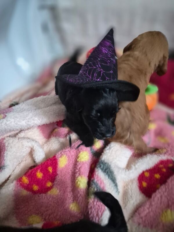Cocker Spaniel puppies for sale in Bishop Auckland, Durham – 7 weeks old - Image 2 of 4