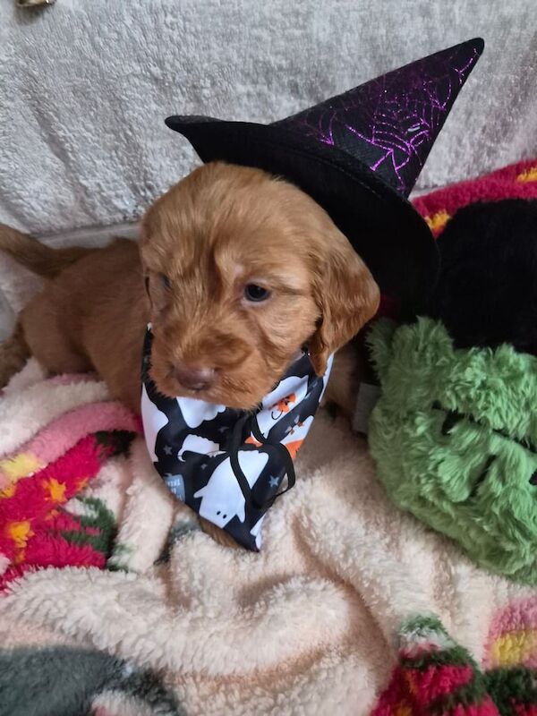 Cocker Spaniel puppies for sale in Bishop Auckland, Durham – 7 weeks old - Image 3 of 4