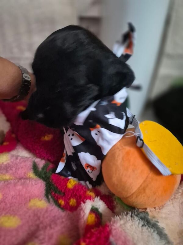 Cocker Spaniel puppies for sale in Bishop Auckland, Durham – 7 weeks old - Image 4 of 4