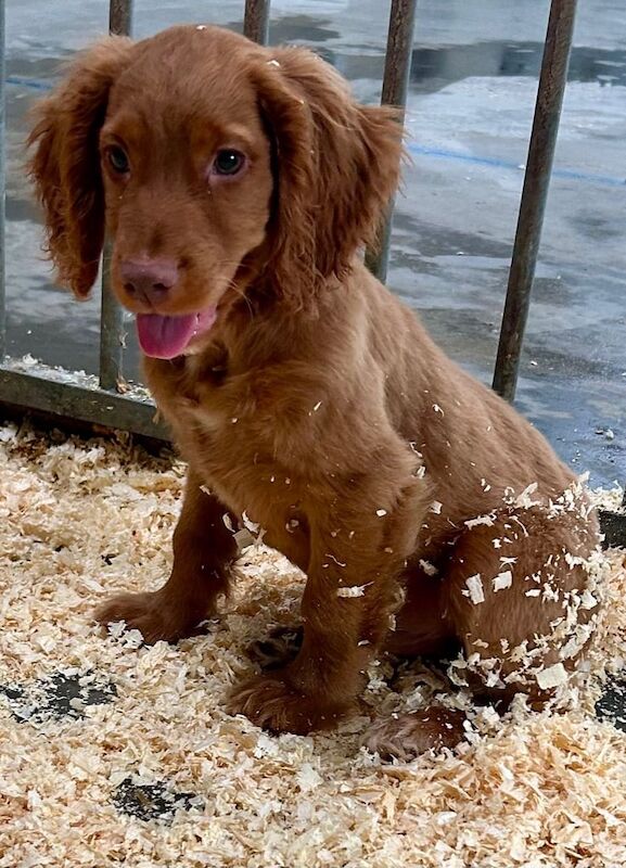 Cocker Spaniel puppies for sale in Bishop Auckland, Durham – 3 months old