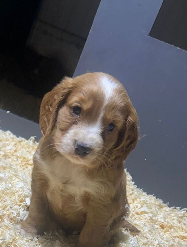 Cocker Spaniel puppies for sale in Bishop Auckland, Durham – 7 weeks old