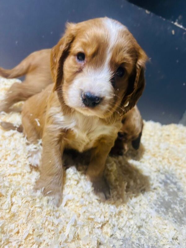Cocker Spaniel puppies for sale in Bishop Auckland, Durham – 7 weeks old - Image 2 of 4