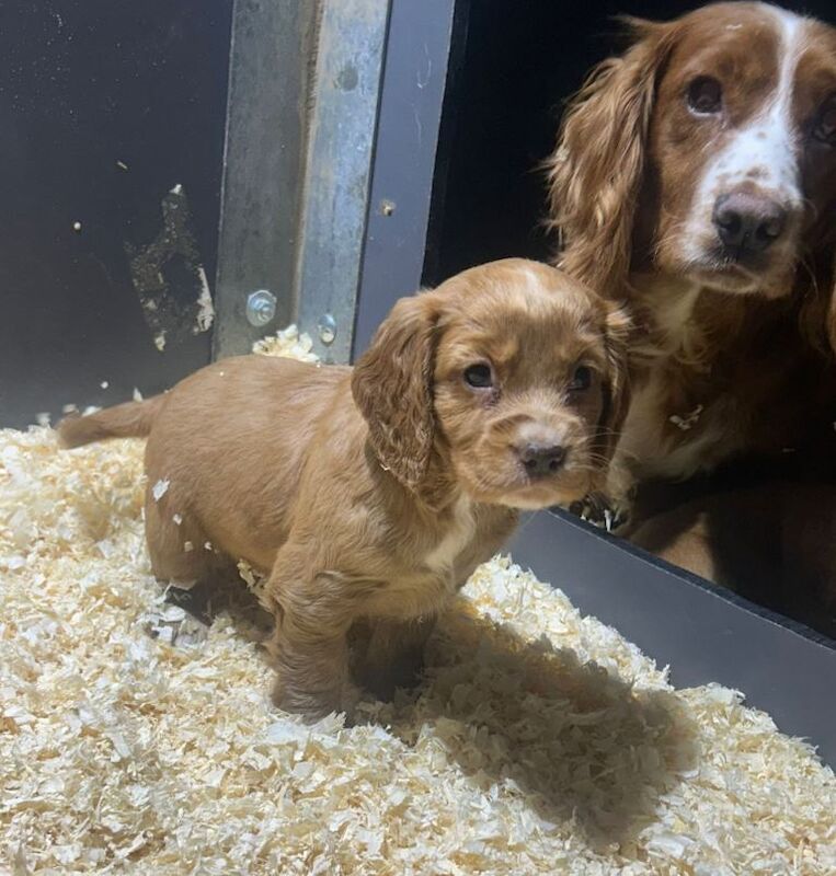 Cocker Spaniel puppies for sale in Bishop Auckland, Durham – 7 weeks old - Image 3 of 4