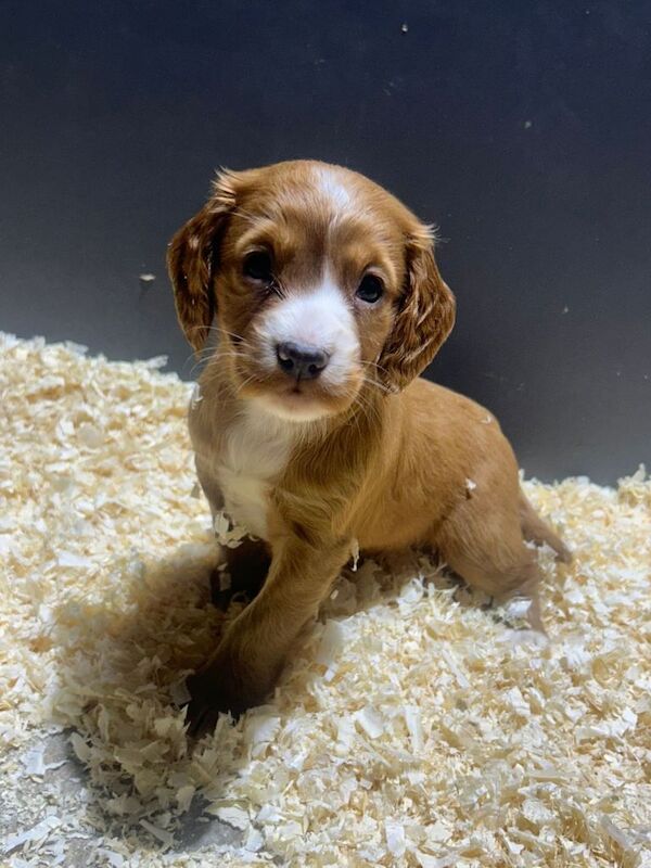 Cocker Spaniel puppies for sale in Bishop Auckland, Durham – 7 weeks old - Image 4 of 4