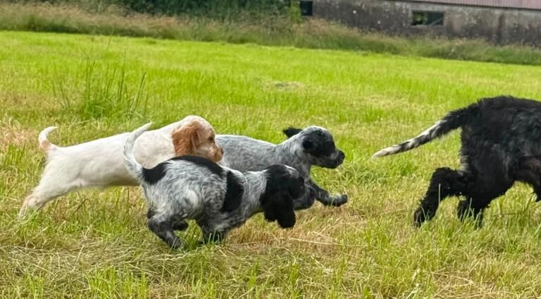 Outstanding cocker spaniel puppies