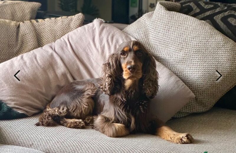 Outstanding health tested KC reg show type cocker spaniel Puppies for sale in Llanybydder / Llanybyther, Dyfed