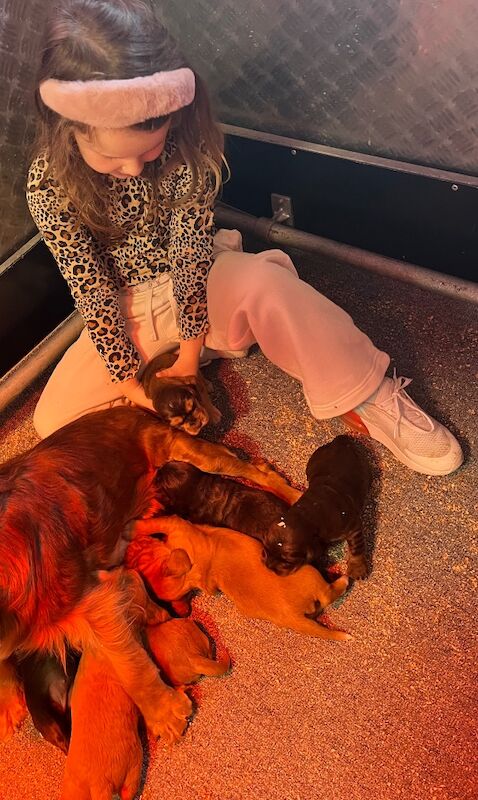 Outstanding health tested KC reg show type cocker spaniel Puppies for sale in Llanybydder / Llanybyther, Dyfed - Image 3