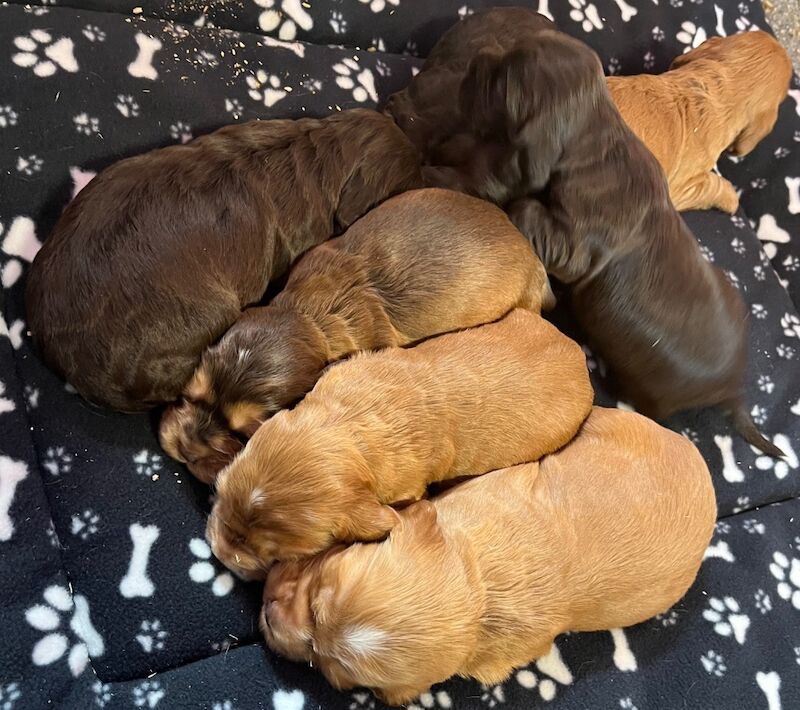 Outstanding health tested KC reg show type cocker spaniel Puppies for sale in Llanybydder / Llanybyther, Dyfed - Image 4
