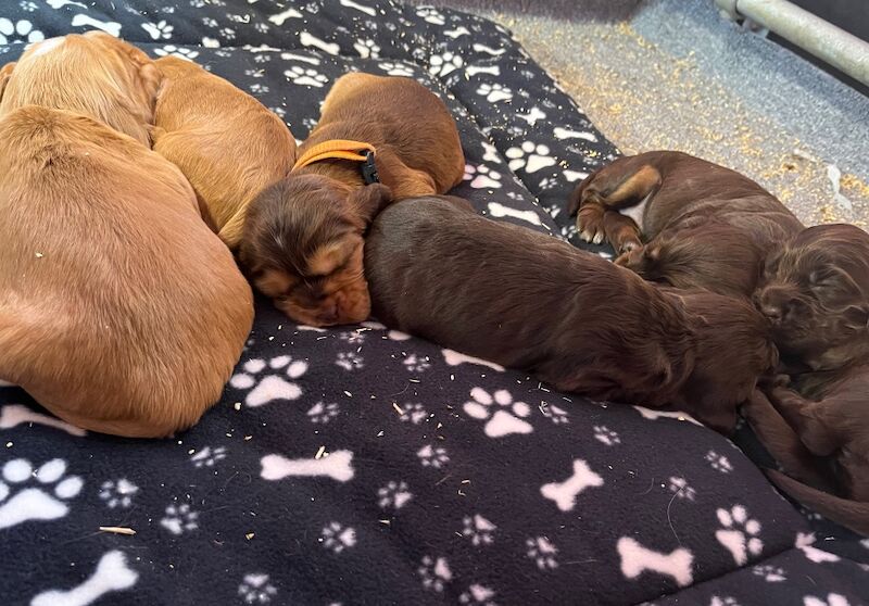 Outstanding health tested KC reg show type cocker spaniel Puppies for sale in Llanybydder / Llanybyther, Dyfed - Image 5