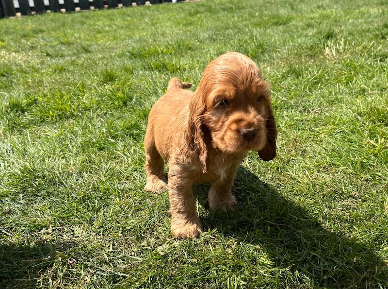 Outstanding chocolate & golden health tested KC reg show type cocker spaniel Puppies for sale in Llanybydder / Llanybyther, Dyfed