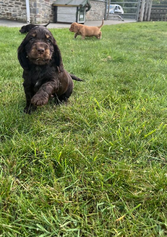 Outstanding chocolate & golden health tested KC reg show type cocker spaniel Puppies for sale in Llanybydder / Llanybyther, Dyfed | Image 2